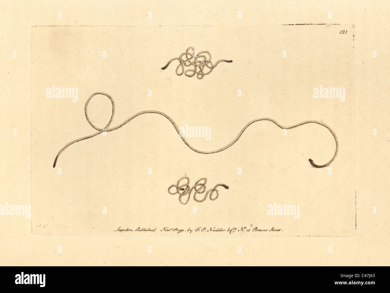 Horsehair worm, Gordius aquaticus Stock Photo Alamy