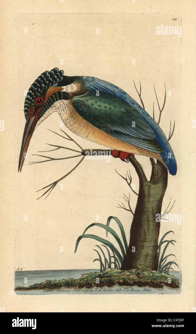 Eurasian kingfisher, Alcedo atthis. Stock Photo
