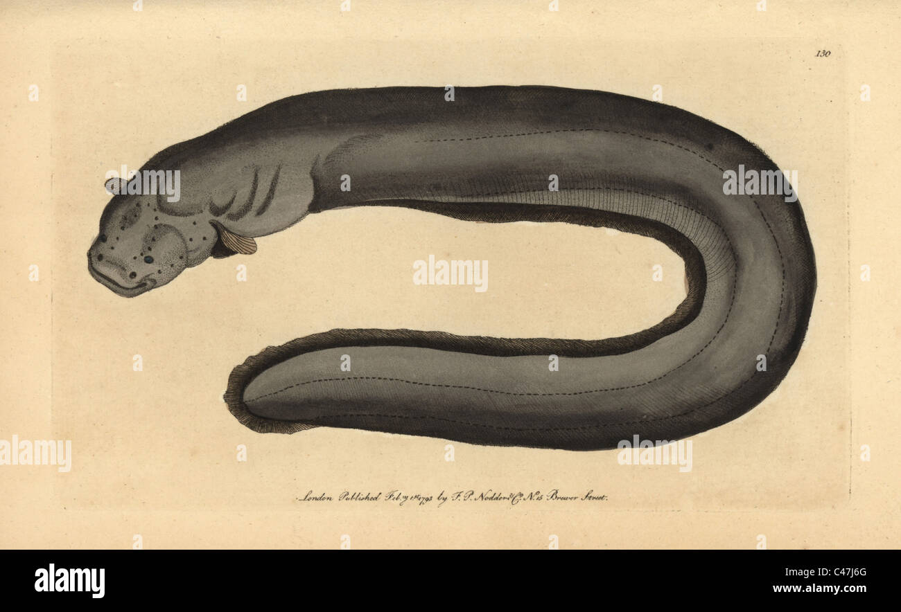 Electric eel, Electrophorus electricus. Stock Photo