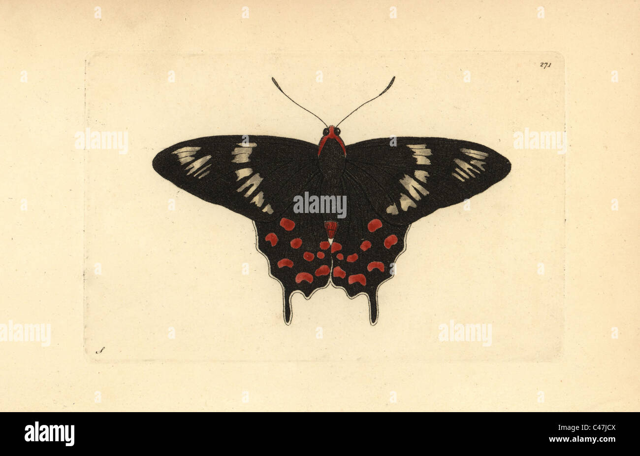 Crimson rose pachliopta hector hires stock photography and images Alamy