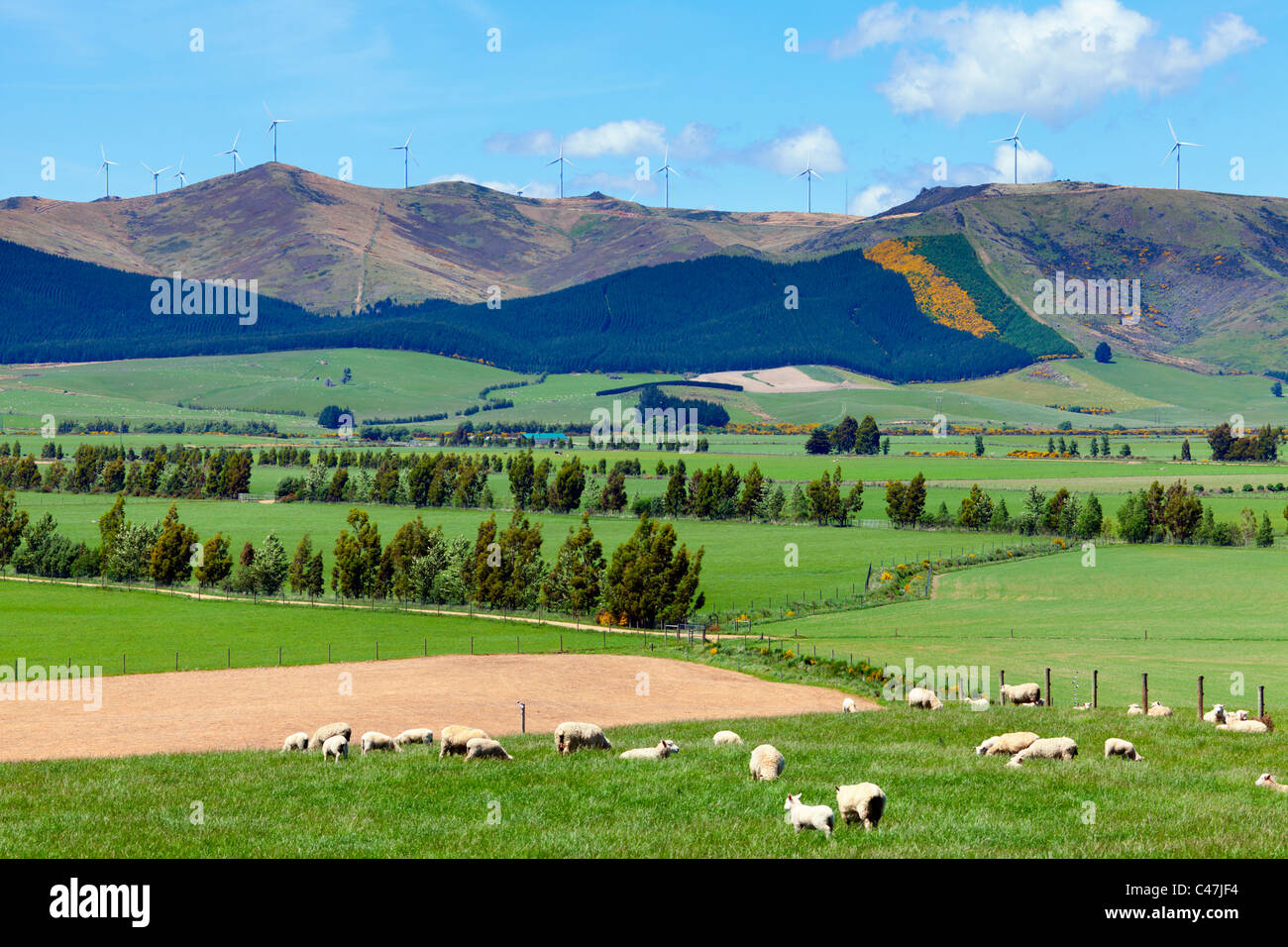 New Zealand farmland Stock Photo Alamy