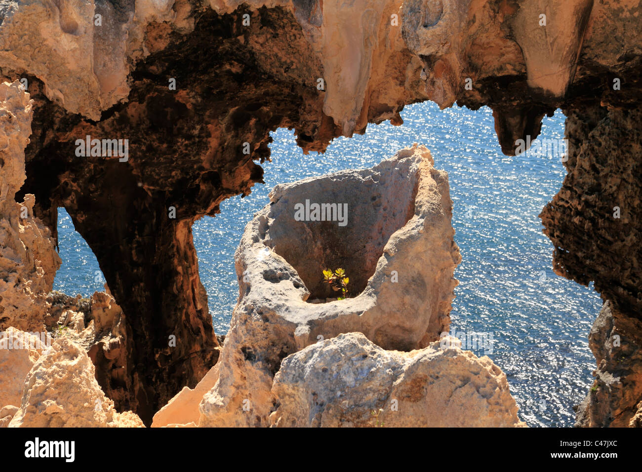 Plant growing from a natural sandstone formation at Point D'Entrecasteaux National Park, Southwest Australia Stock Photo