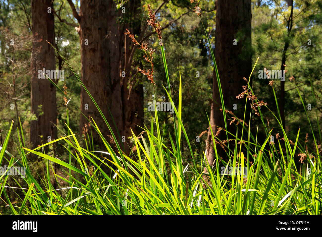 Sword grass ( Lepidosperma effusum ), Walpole-Nornalup National Park, Southwest Australia Stock Photo