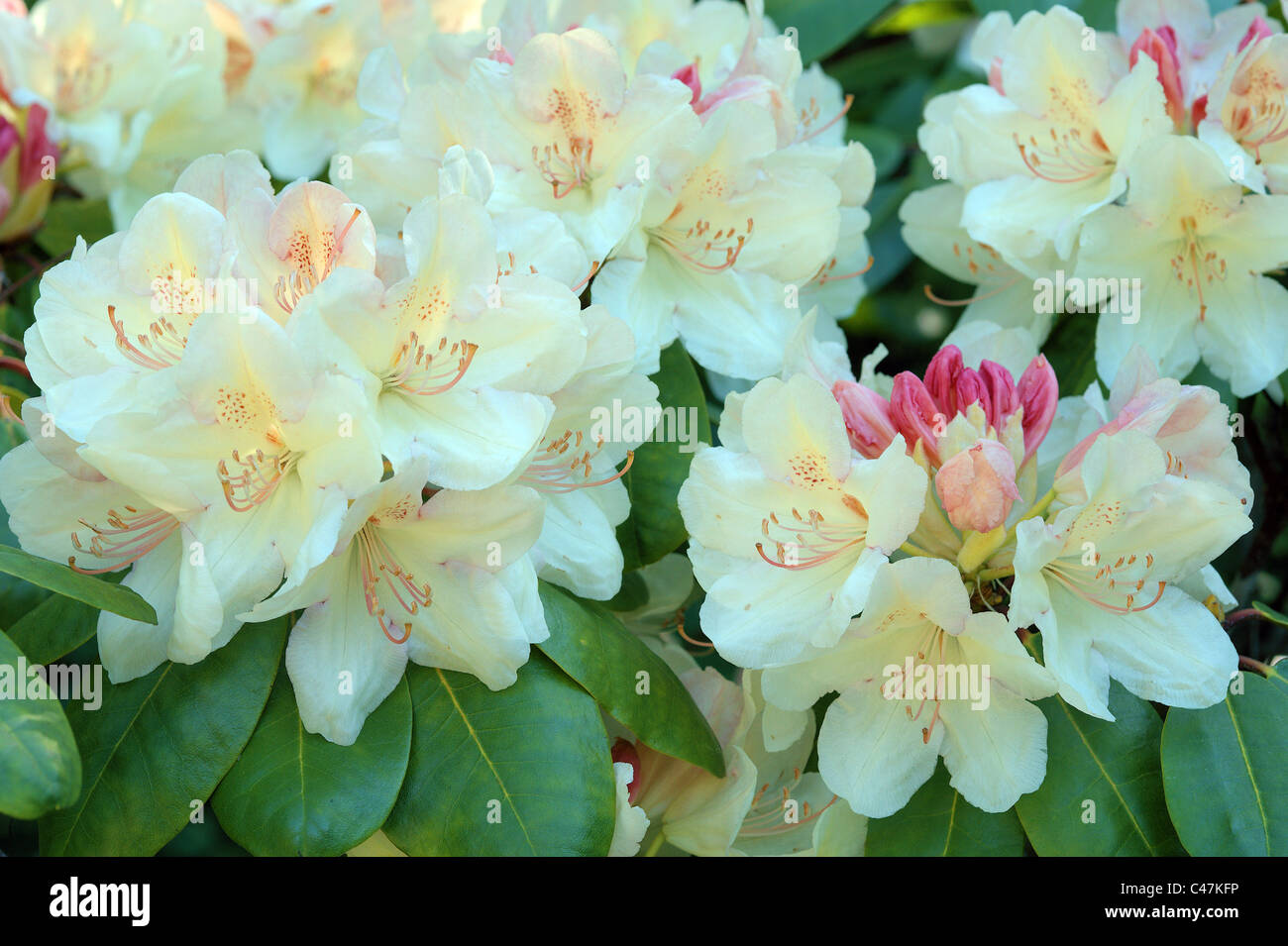 Yellowish rhododendron blossom Stock Photo