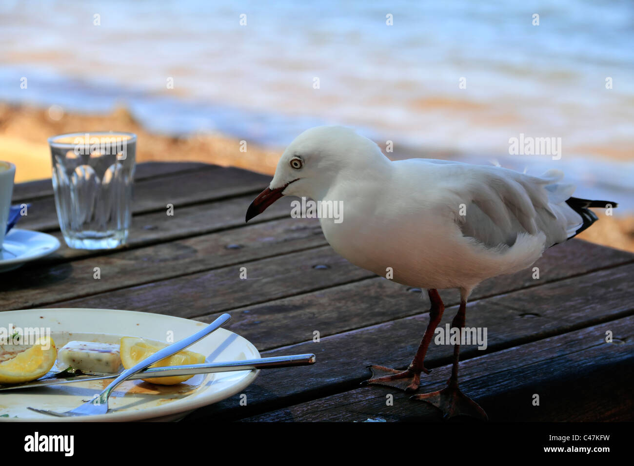 Seagull ( Croicocephalus novaehollandiae ) on table with food scraps, Perth Western Australia Stock Photo