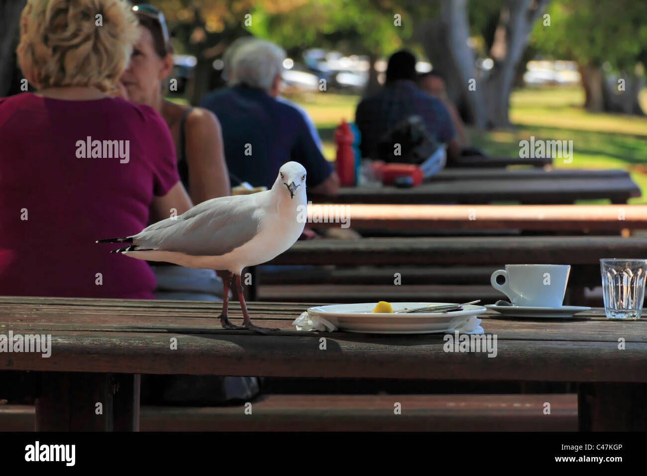 Seagull ( Croicocephalus novaehollandiae ) on table with food scraps looking at camera, Perth Western Australia Stock Photo