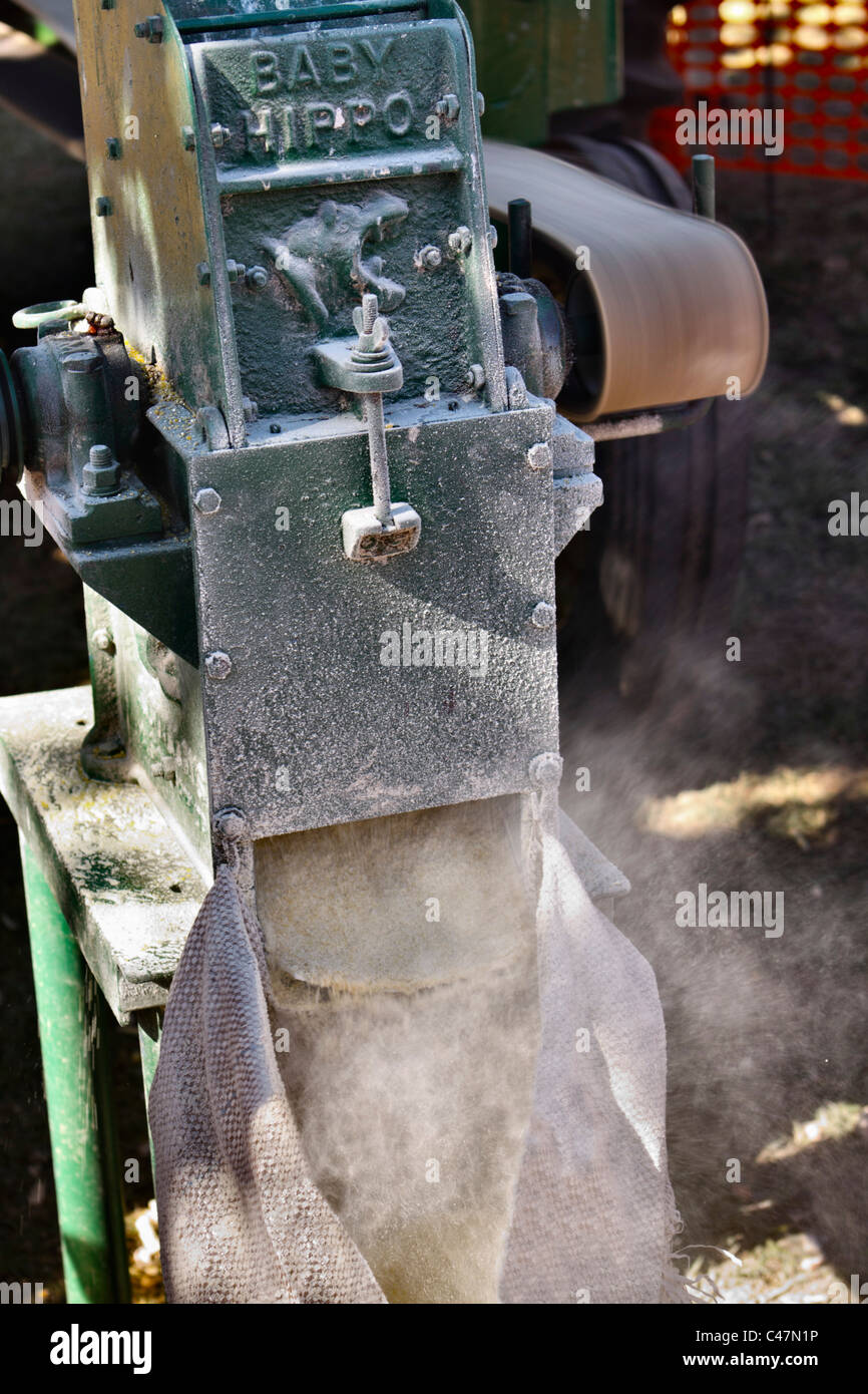 Maize being milled and bagged by a vintage powered milling machine. Stock Photo