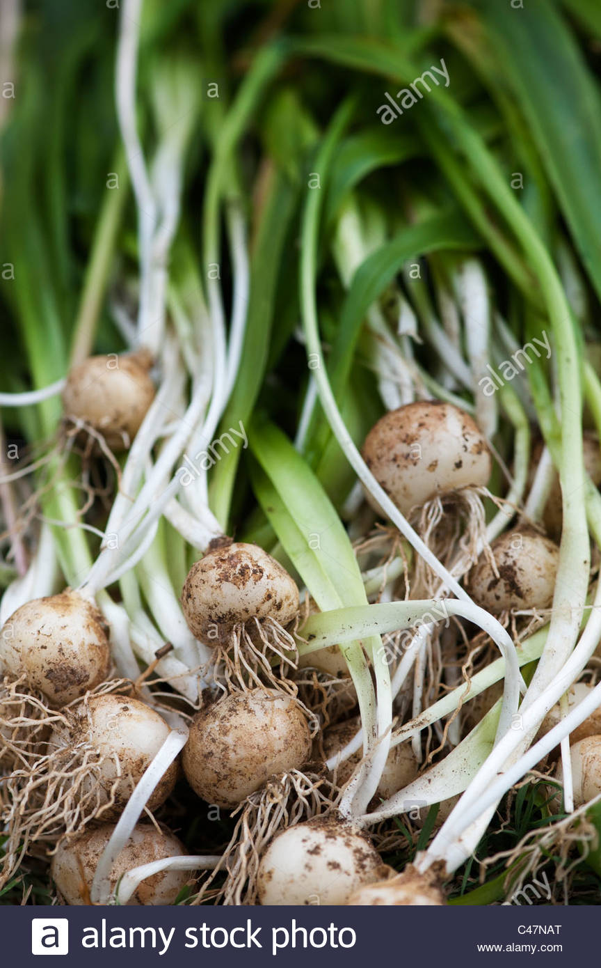 Invasive Plant Species Stock Photos & Invasive Plant Species Stock