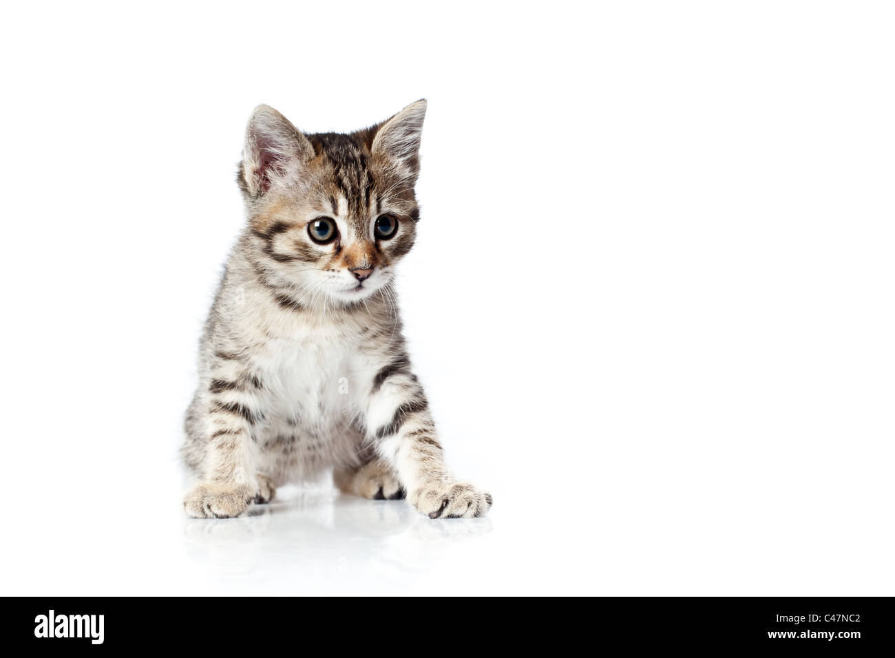 baby cat with big round eyes looking Stock Photo