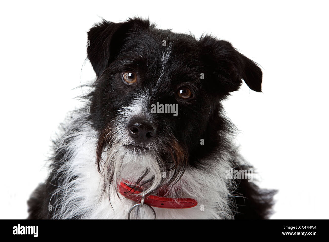 Portrait of a black and white terrier wearing a red collar against a pure white background. Stock Photo
