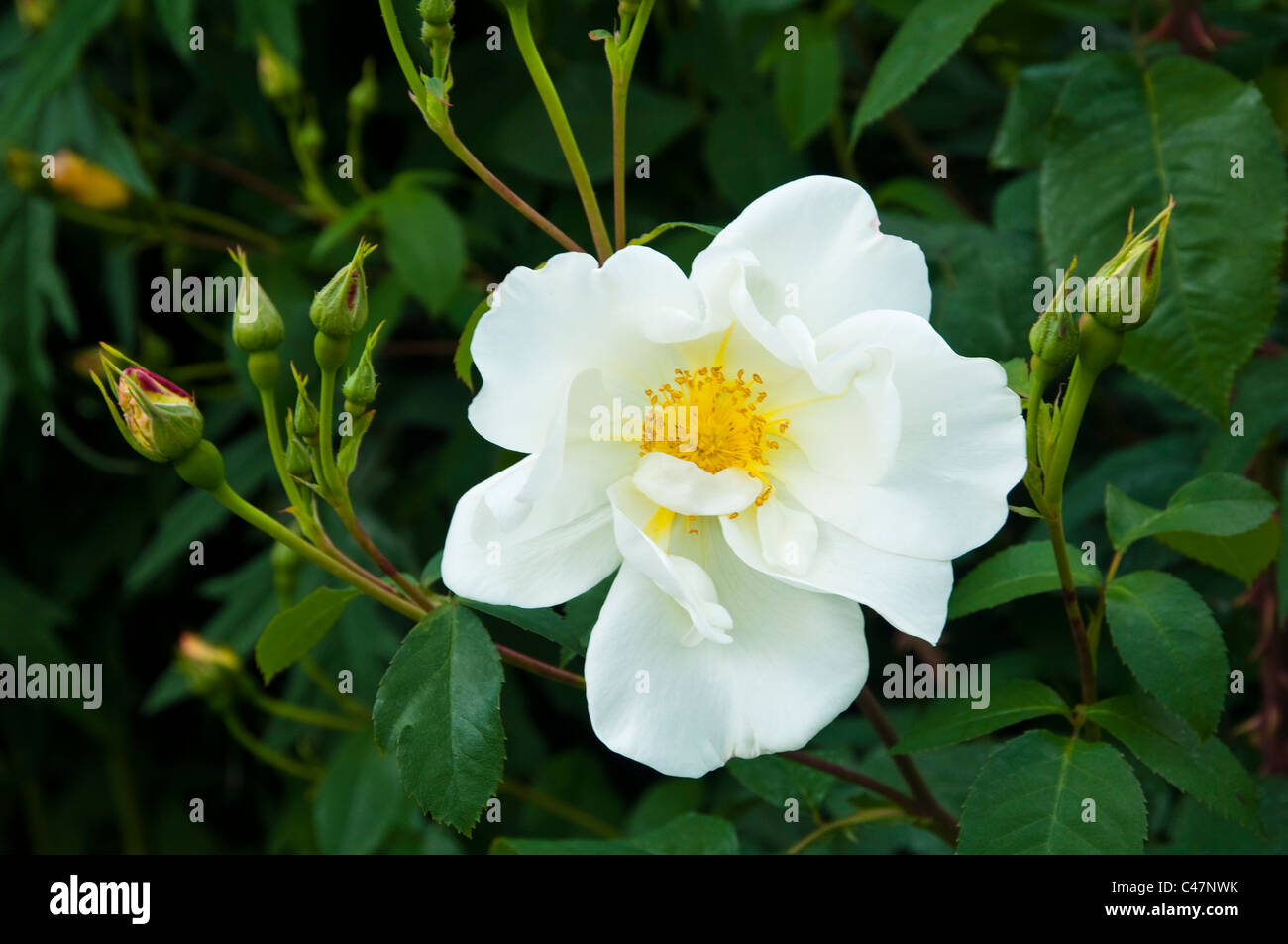 Rosa Alba Semi-Plena - also known as The White Rose of York. Stock Photo