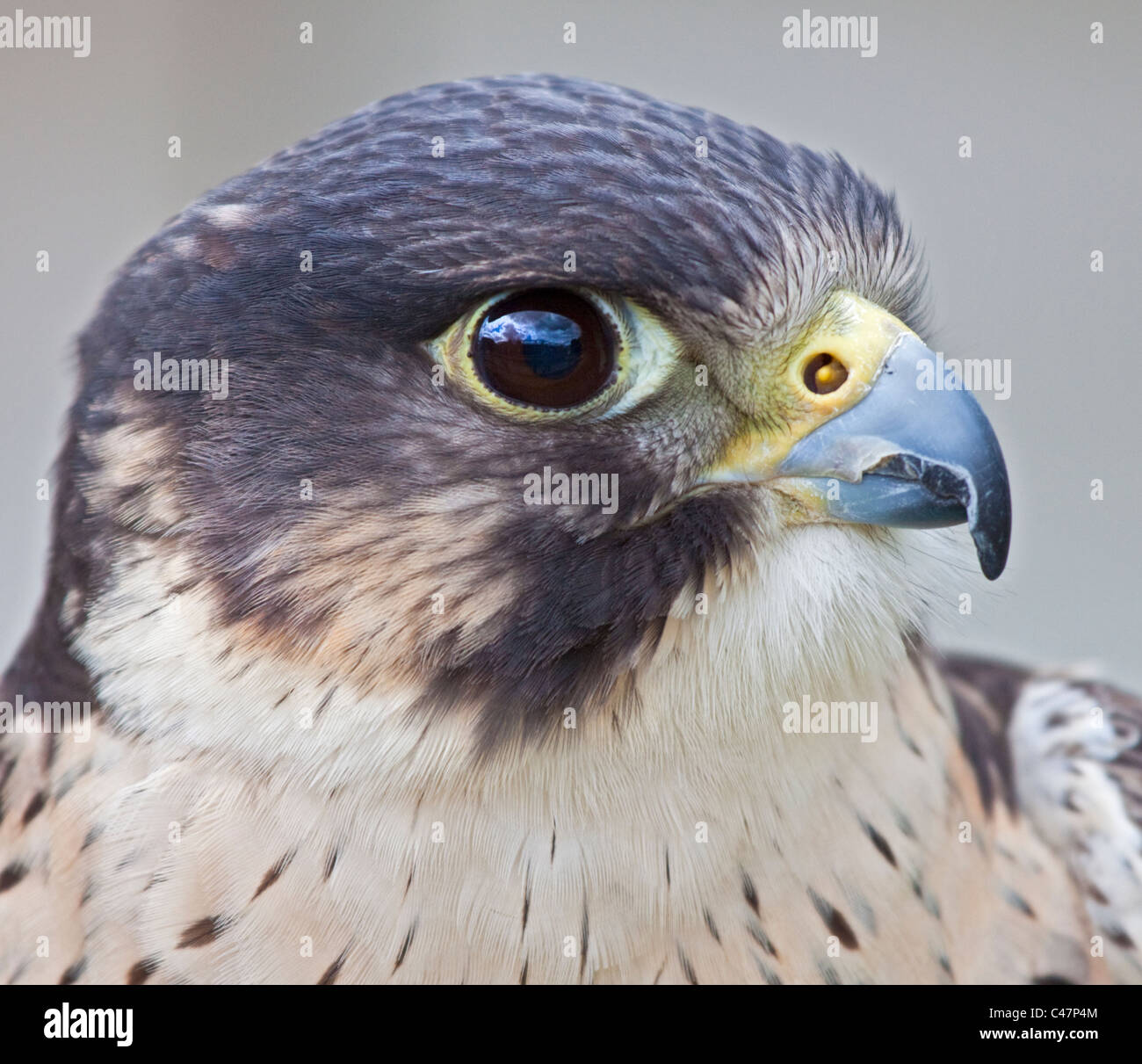 Peregrine-Saker Falcon (falco peregrinus/cherrug) Stock Photo