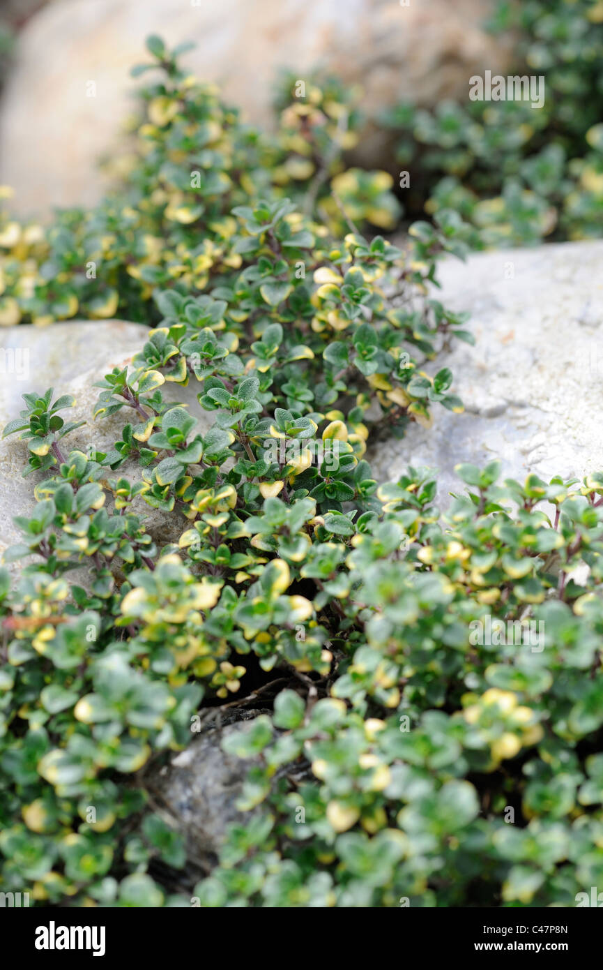 Creeping Thyme, thymus, growing amonst large flints, Norfolk, UK, April, Stock Photo