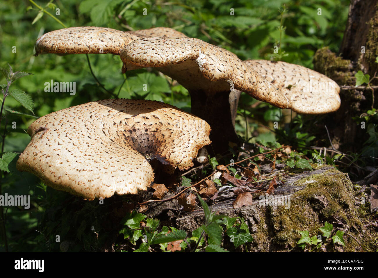 two Dryad's Saddle Fungus (polyporus squamosus) growing on an old tree stump Stock Photo