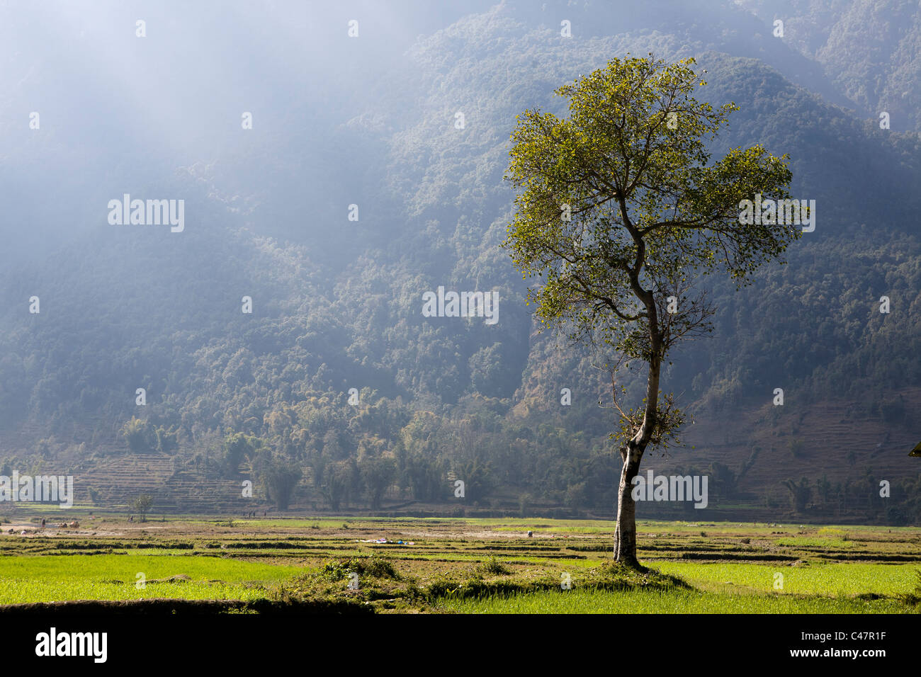 Alone tree in rural place near Pokhara, Nepal Stock Photo