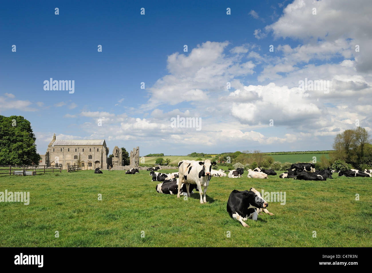 Dairy cattle on pasture with Binham Priory in background, Norfolk UK, May Stock Photo