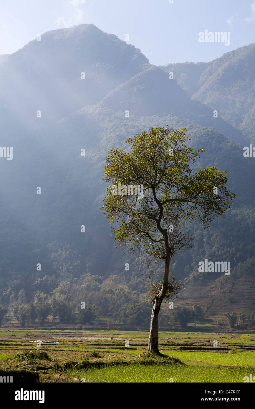 Alone tree in rural place near Pokhara, Nepal Stock Photo