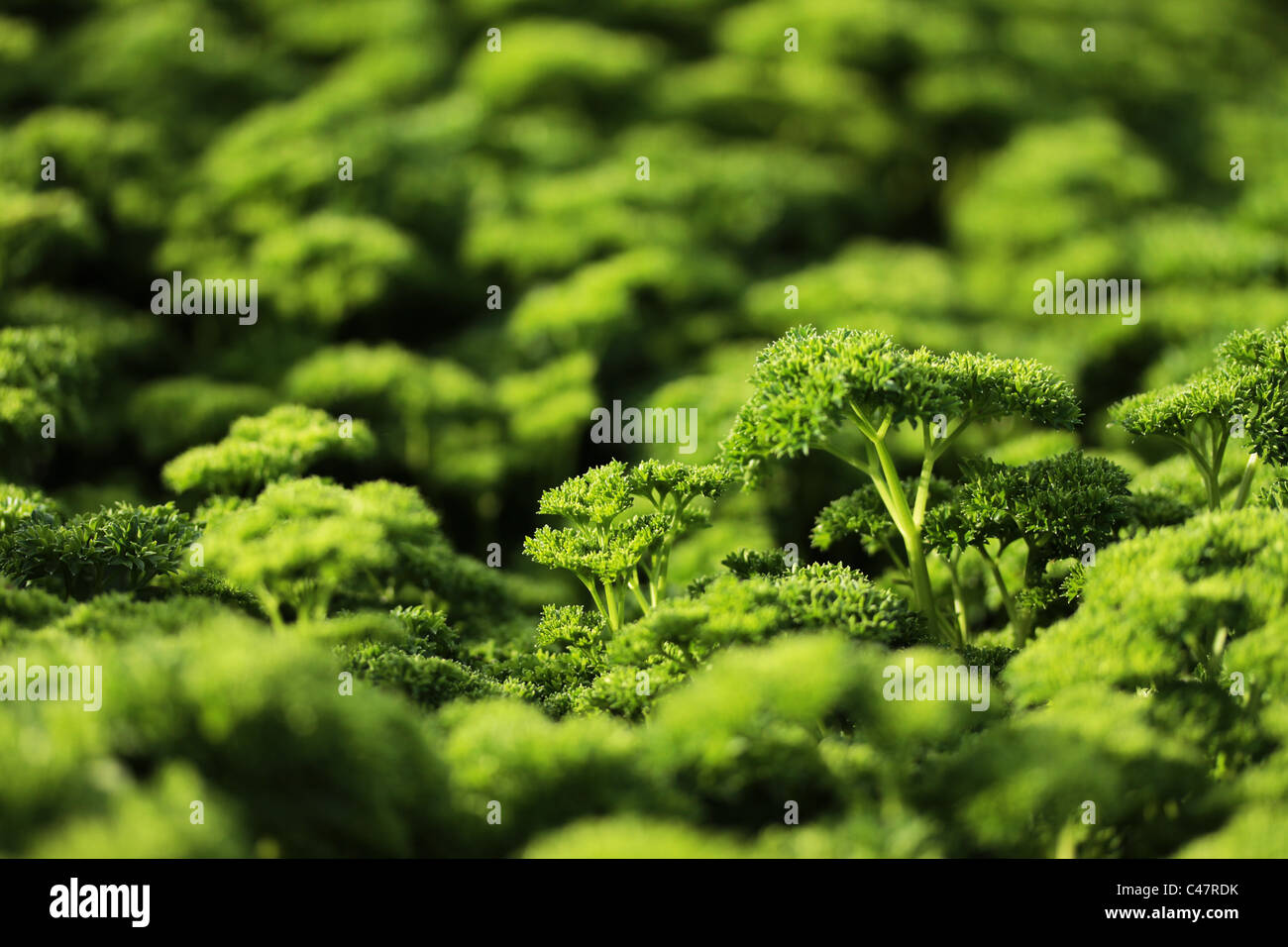 Photograph of curly parsley growing in garden Stock Photo Alamy