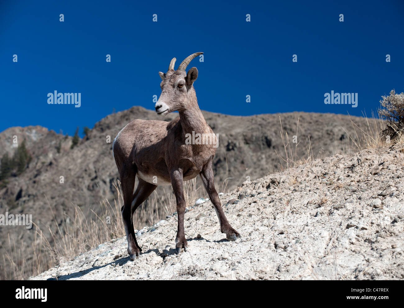 Bighorn Mountain Sheep on the hill Stock Photo