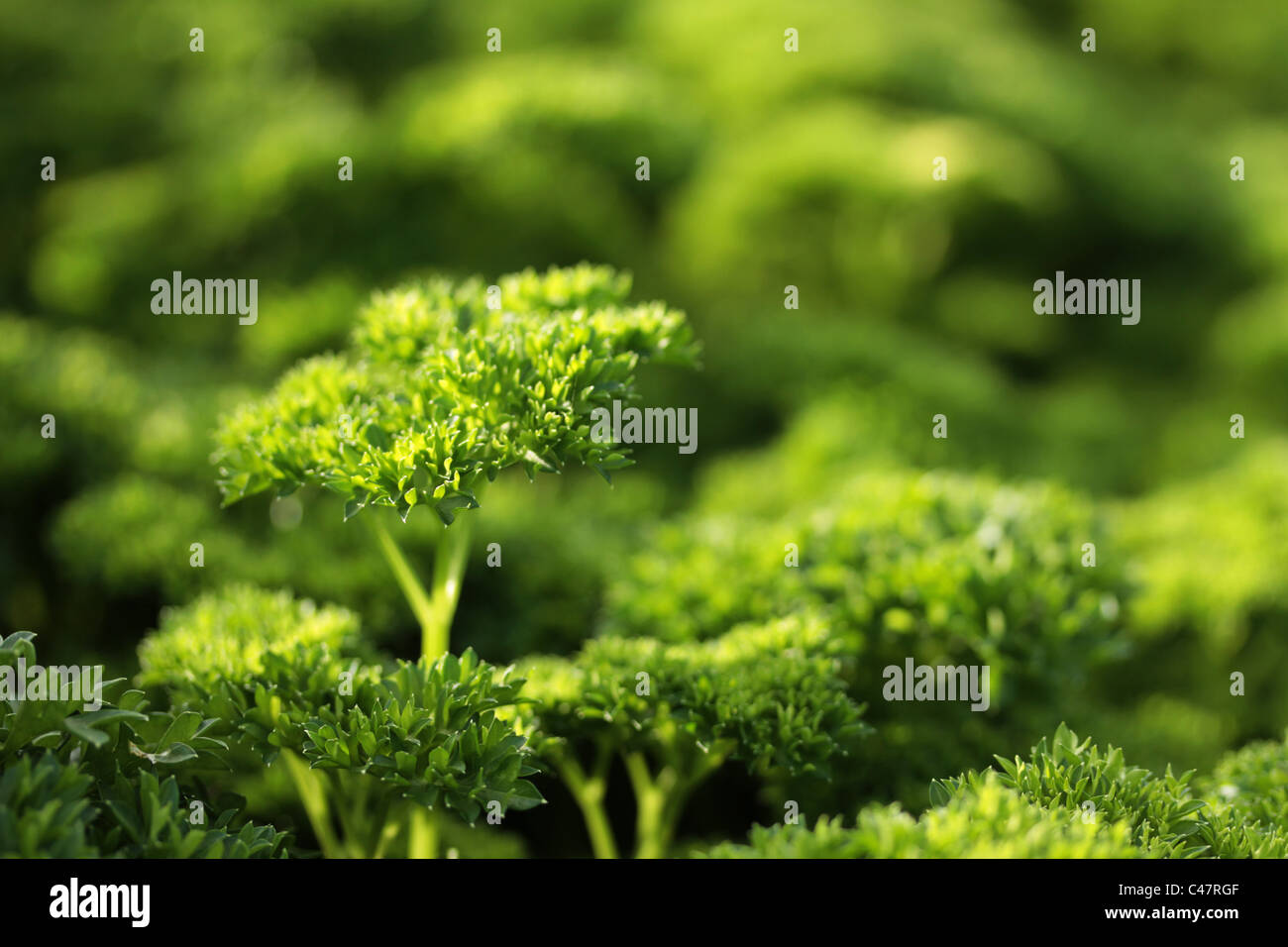 Photograph of curly parsley growing in garden Stock Photo Alamy