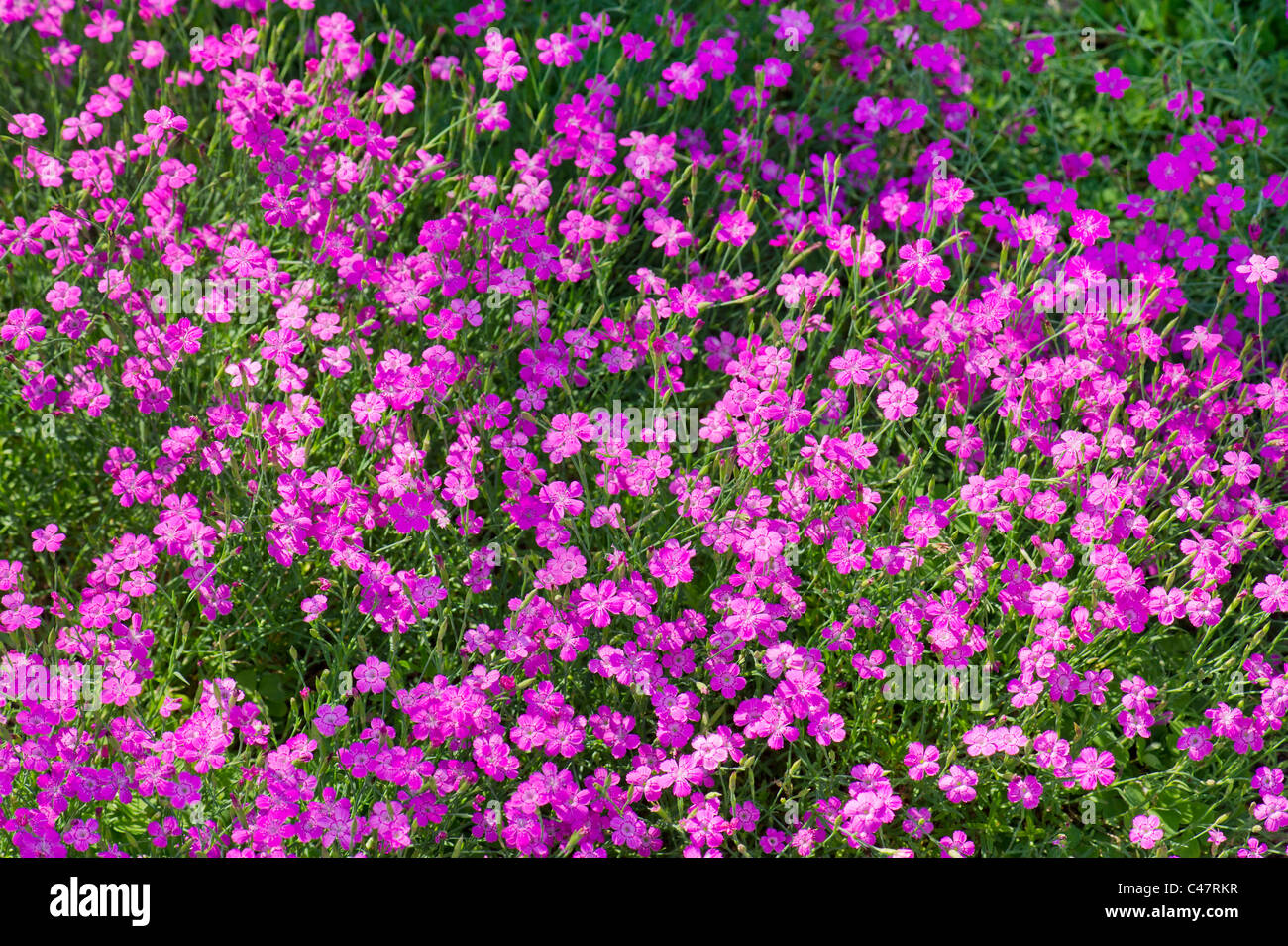 maiden pink dianthus deltoides caryophyllaceae meadow pink heide moor heather red pink brillant flower plant blossom bush Stock Photo