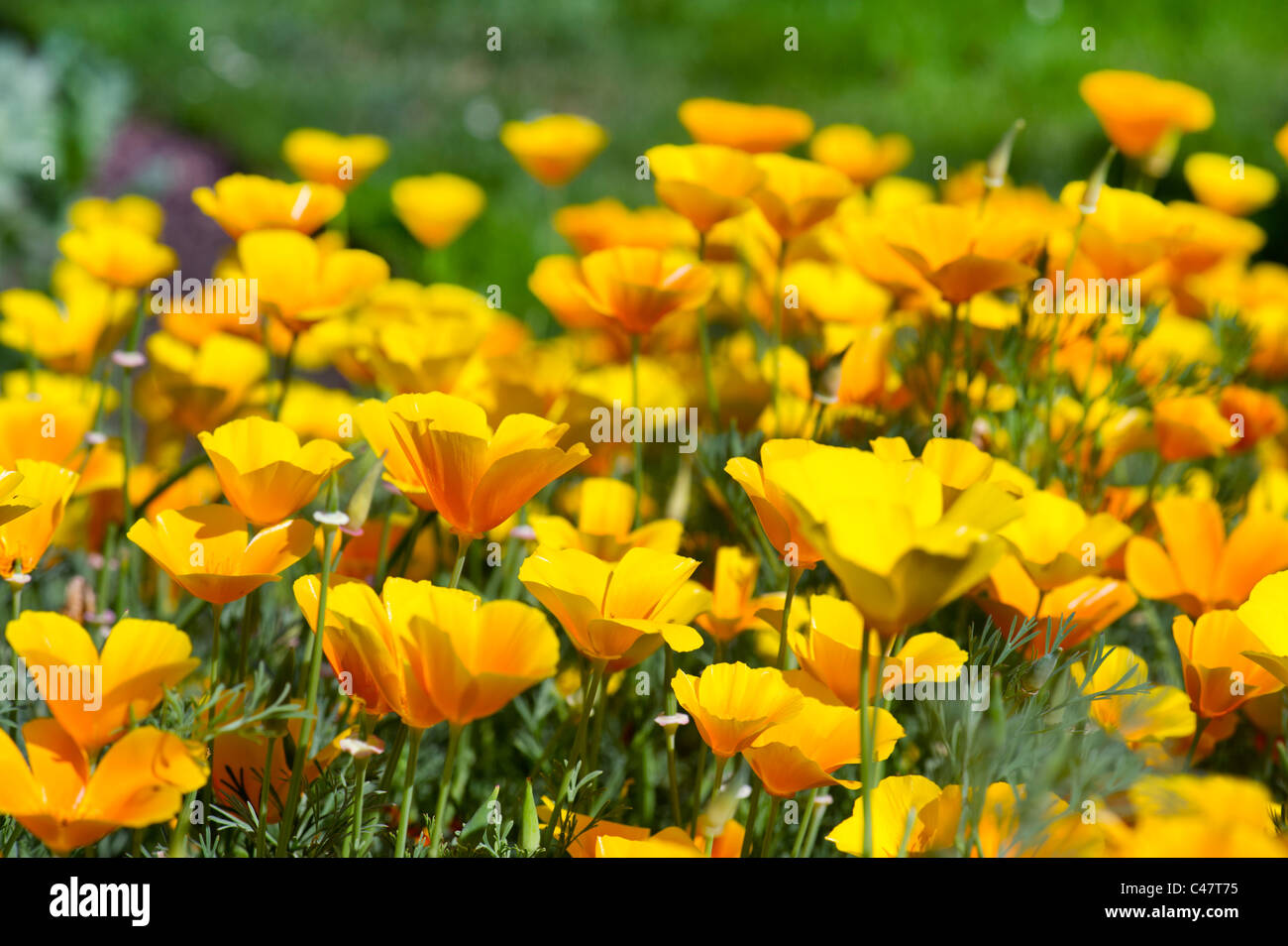 PAPAVERACEAE eschscholtzia californica poppies plants uniquely beautiful flowers exotically flower typically leaves grey green Stock Photo