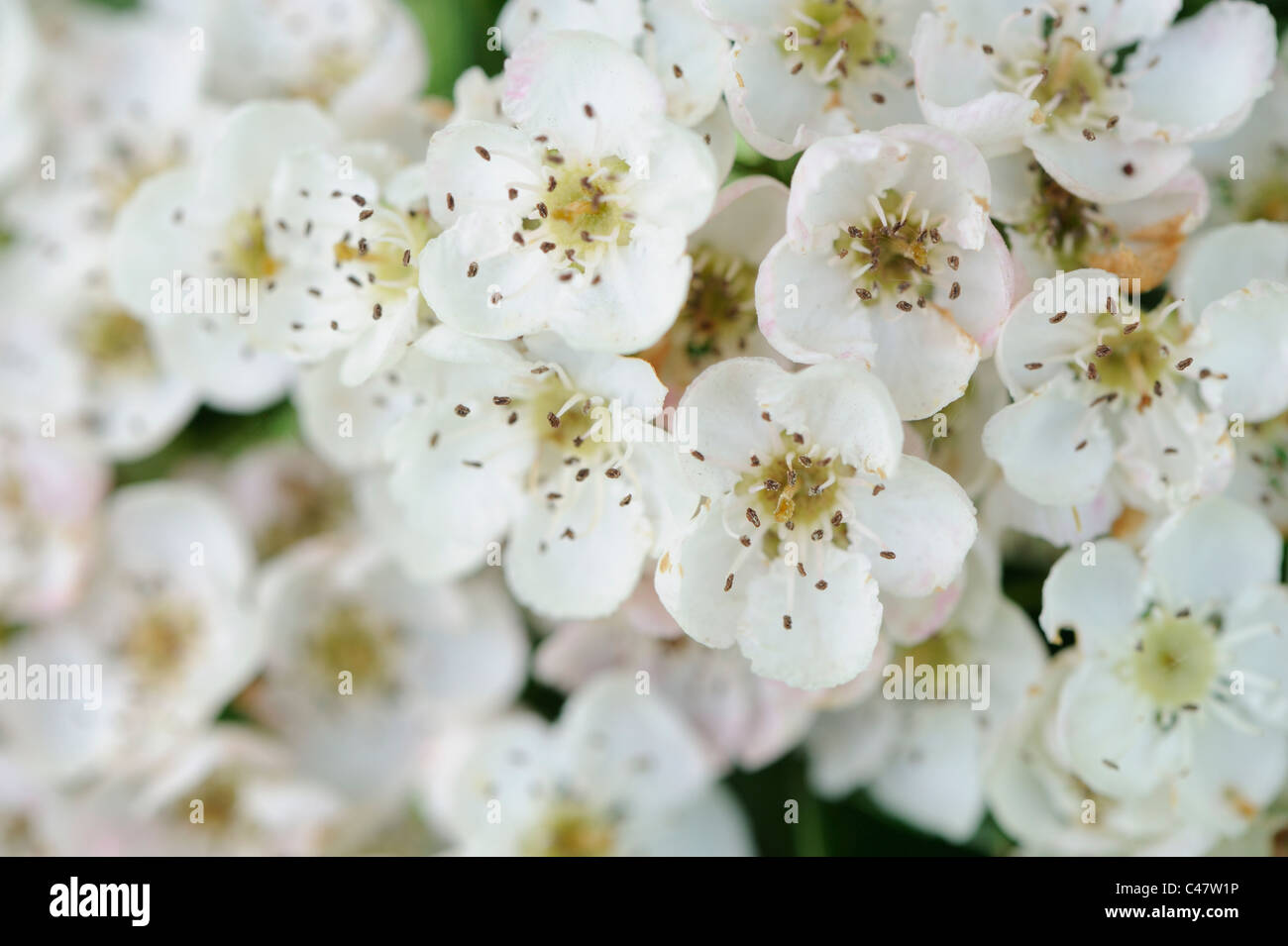 Hawthorn blossom, crategus monogyna, close up of flowers, Norfolk, England, May Stock Photo