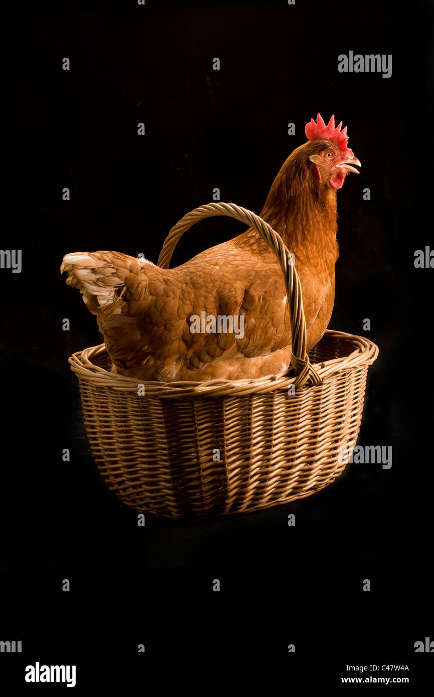 Chicken in a basket Stock Photo Alamy