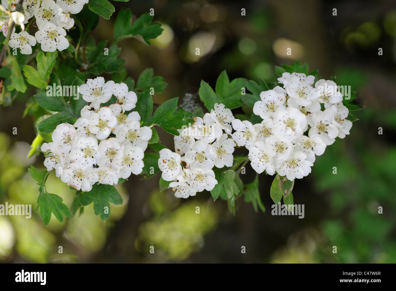 Hawthorn blossom, crategus monogyna, close up of flowers, Norfolk, England, May Stock Photo