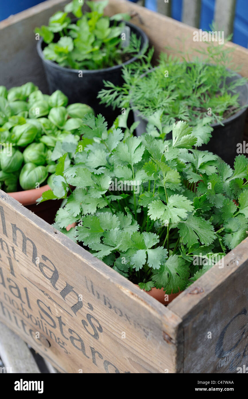 Collection of Garden herbs in antique wooden box, Norfolk, England, MAy Stock Photo
