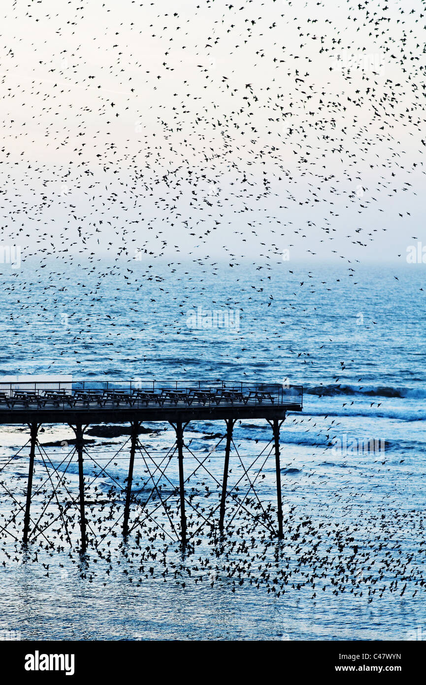 Starlings flocking around Aberystwyth Pier Stock Photo