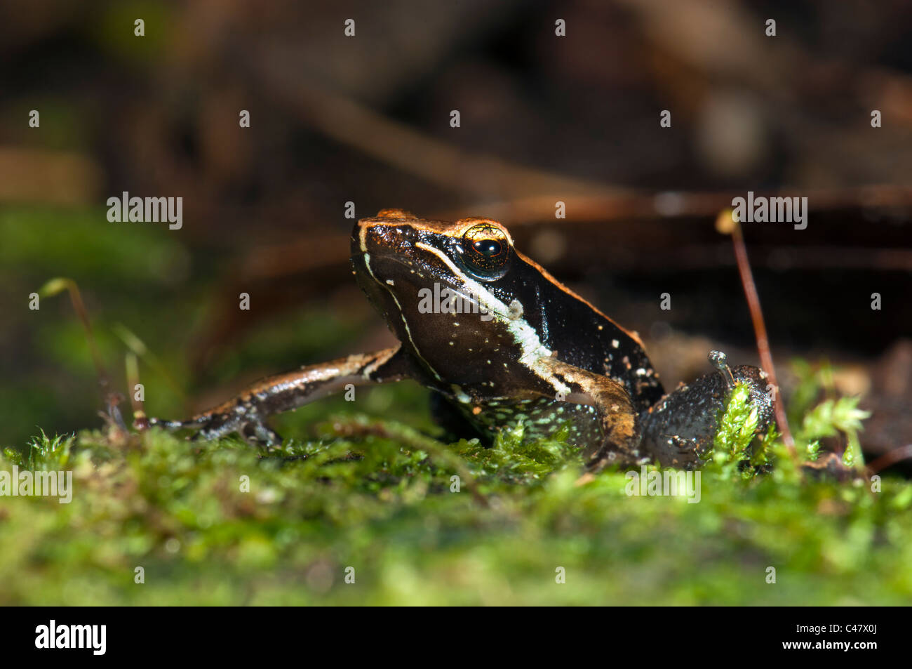 Eastern Madagascar Frog Mantidactylus albofrenatus tiny frog madagascar brown brownly sit sitting in moss grass rain forest macr Stock Photo
