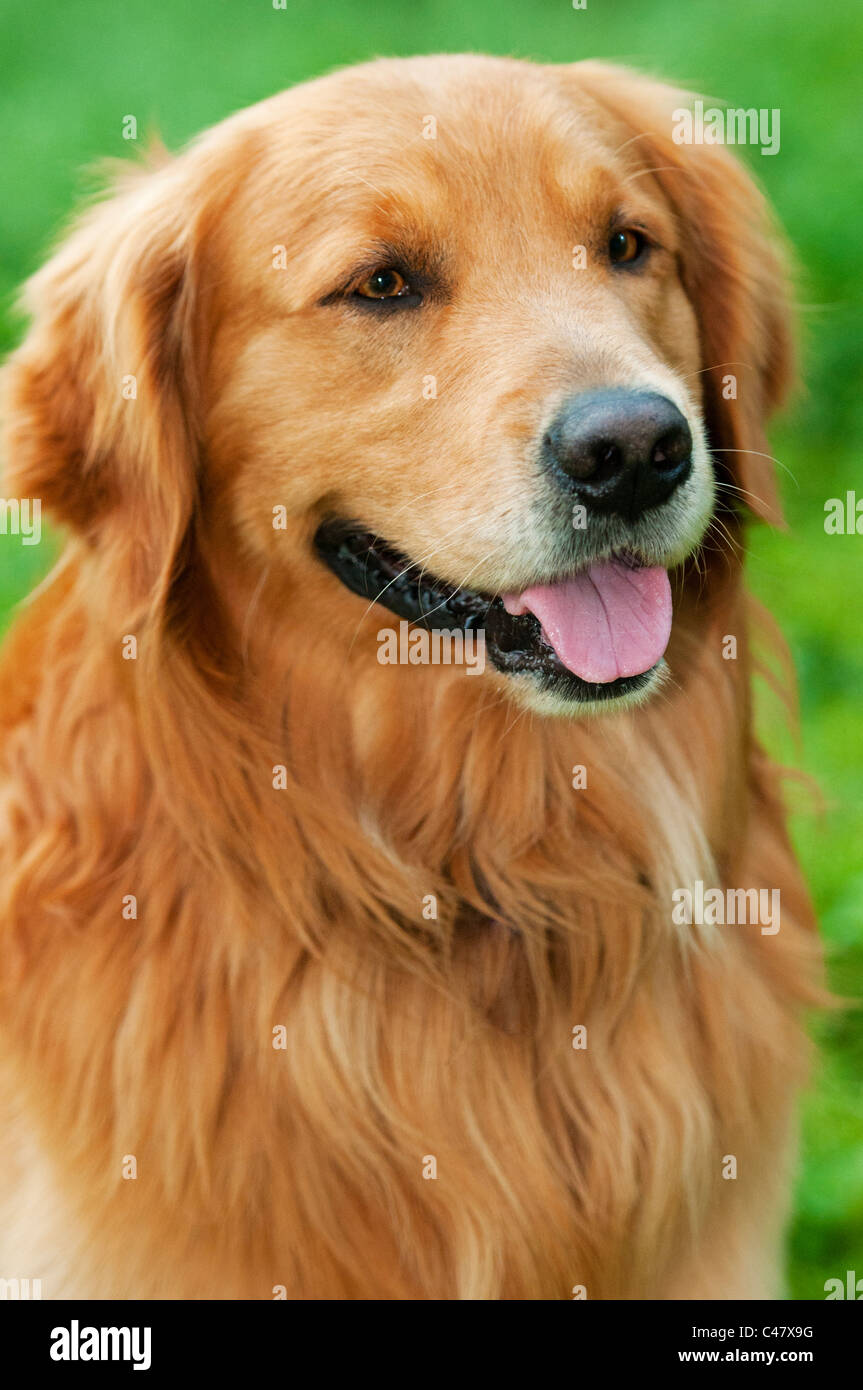 Adult male Golden Retriever showing tongue - (Canis lupus familiaris) Stock Photo