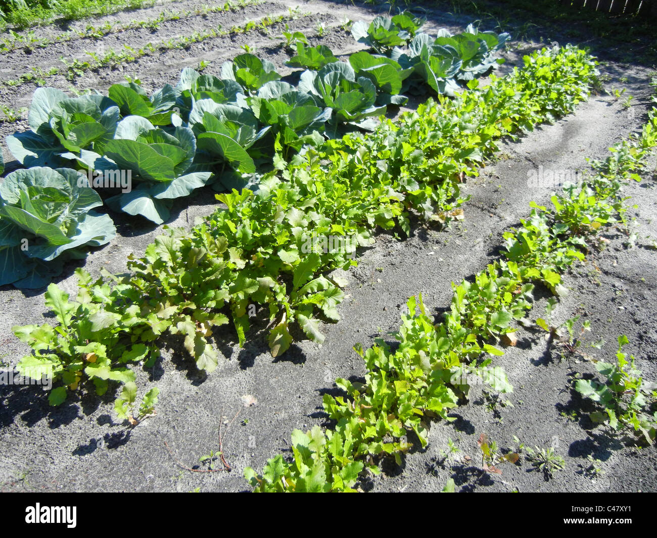 Small home garden specializing in variety of vegetables Stock Photo