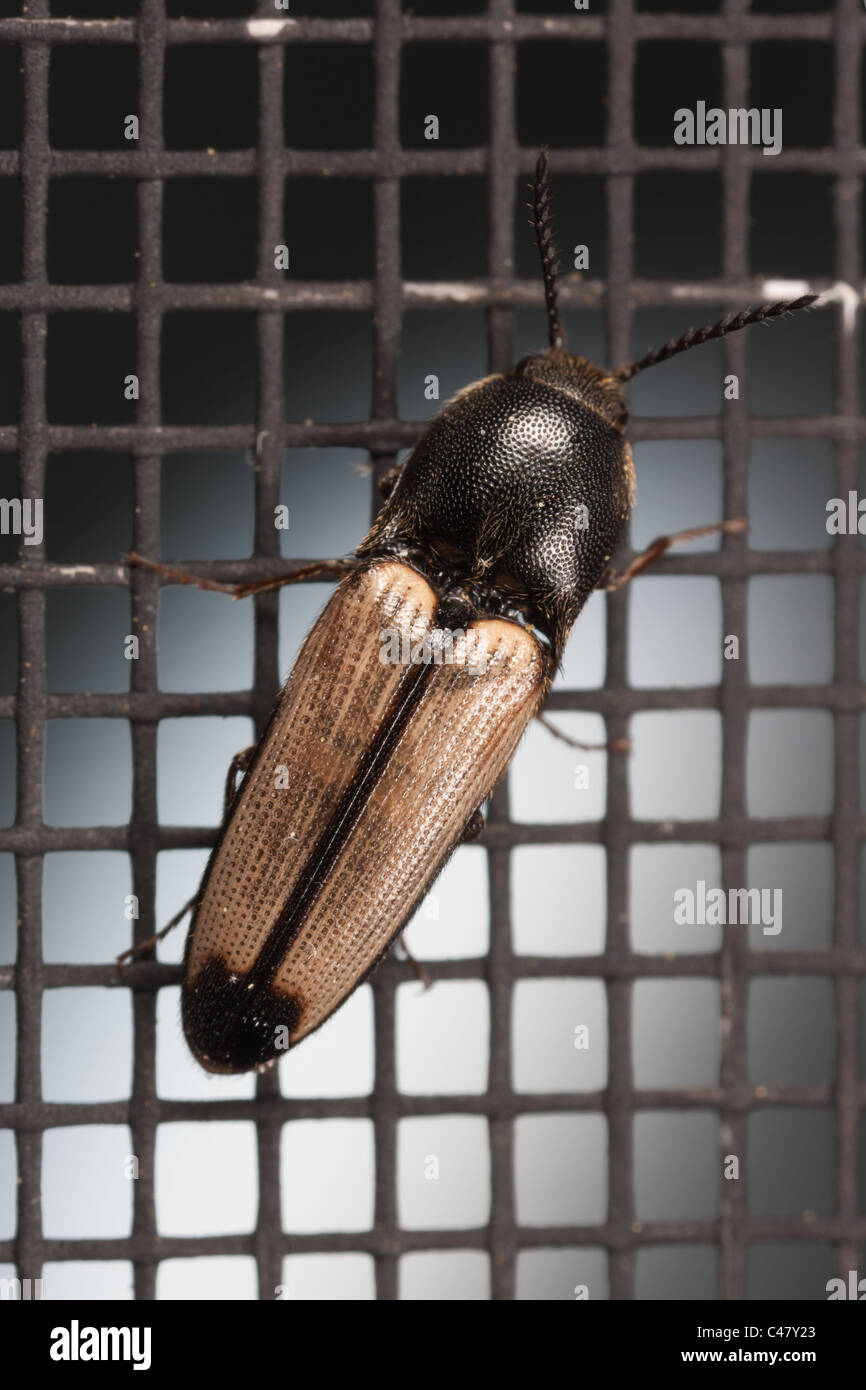Click Beetle (Ampedus linteus) on a window screen Stock Photo