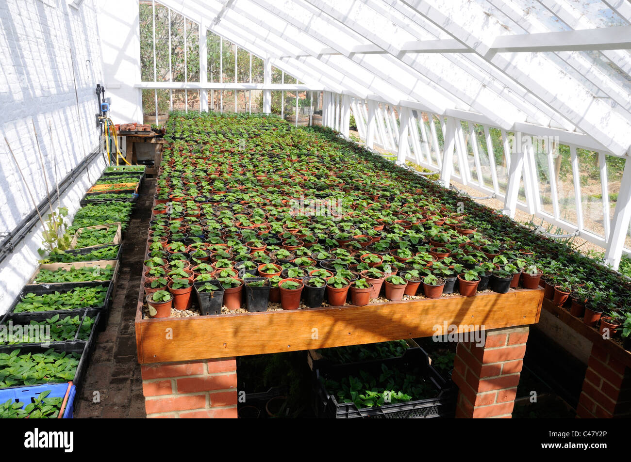 Bedding plant cuttings in large traditional victorian greenhouse