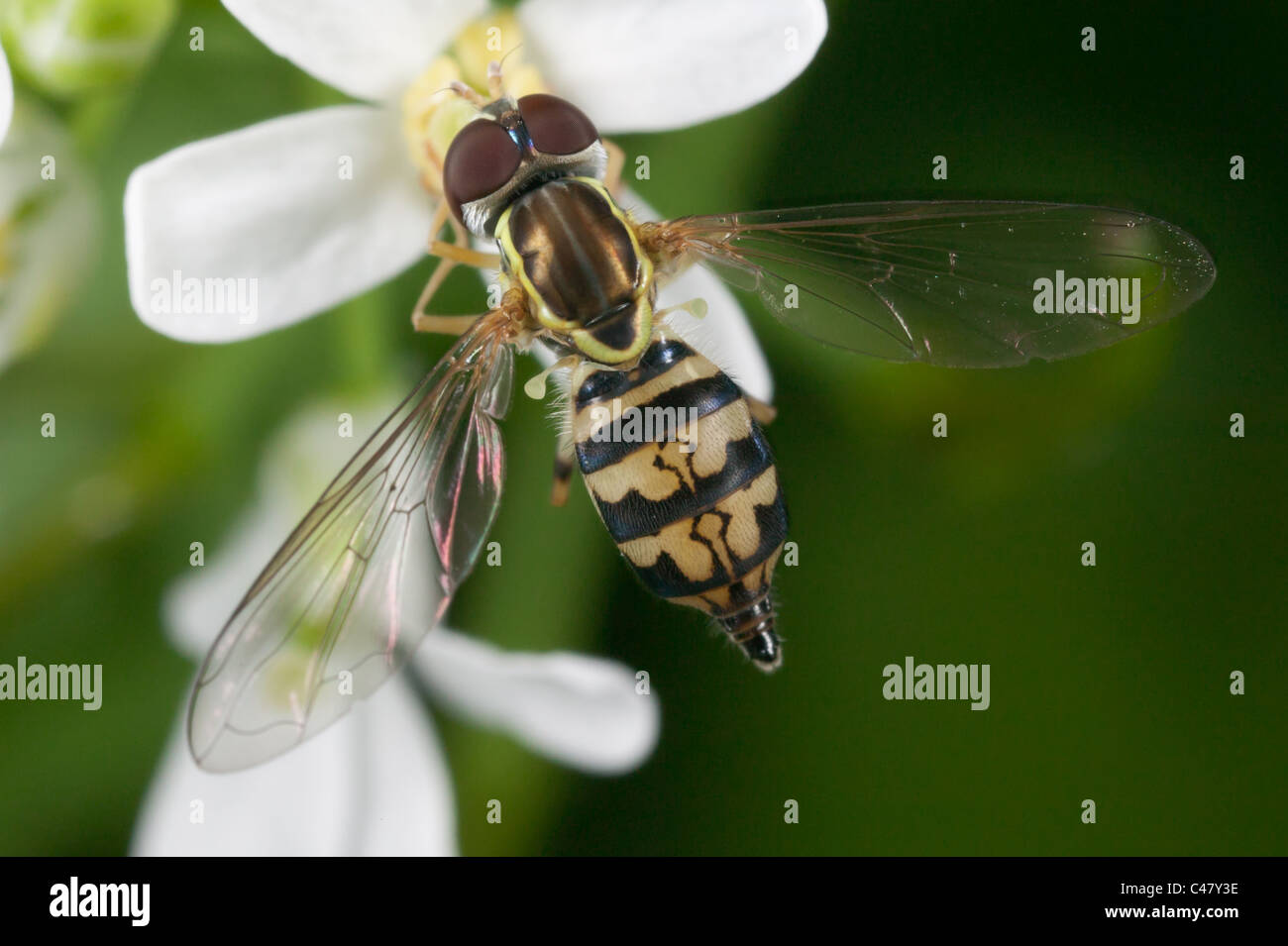 Flower Fly (Toxomerus geminatus) - Female Stock Photo