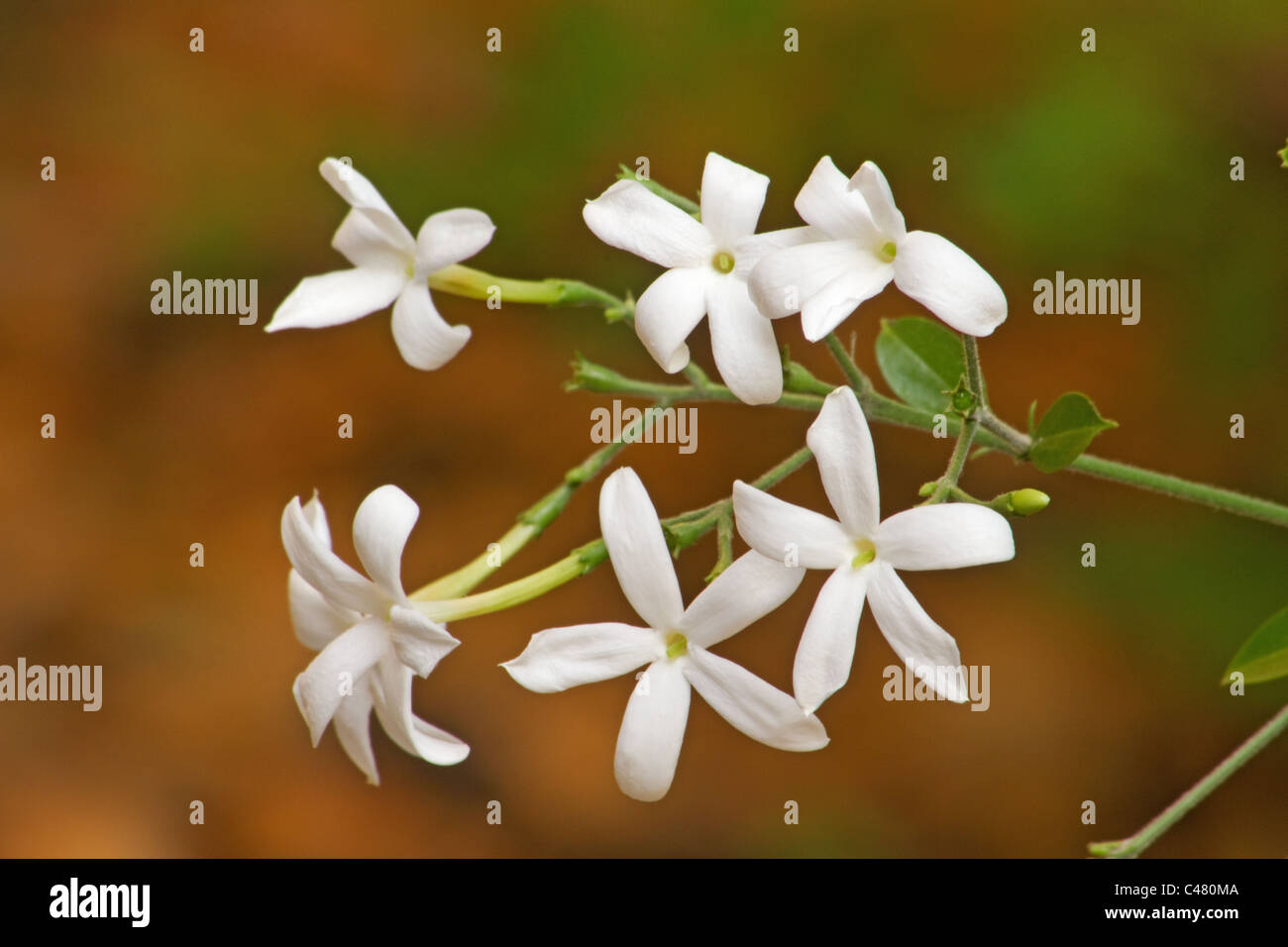 Azores Jasmine plant in bloom Stock Photo