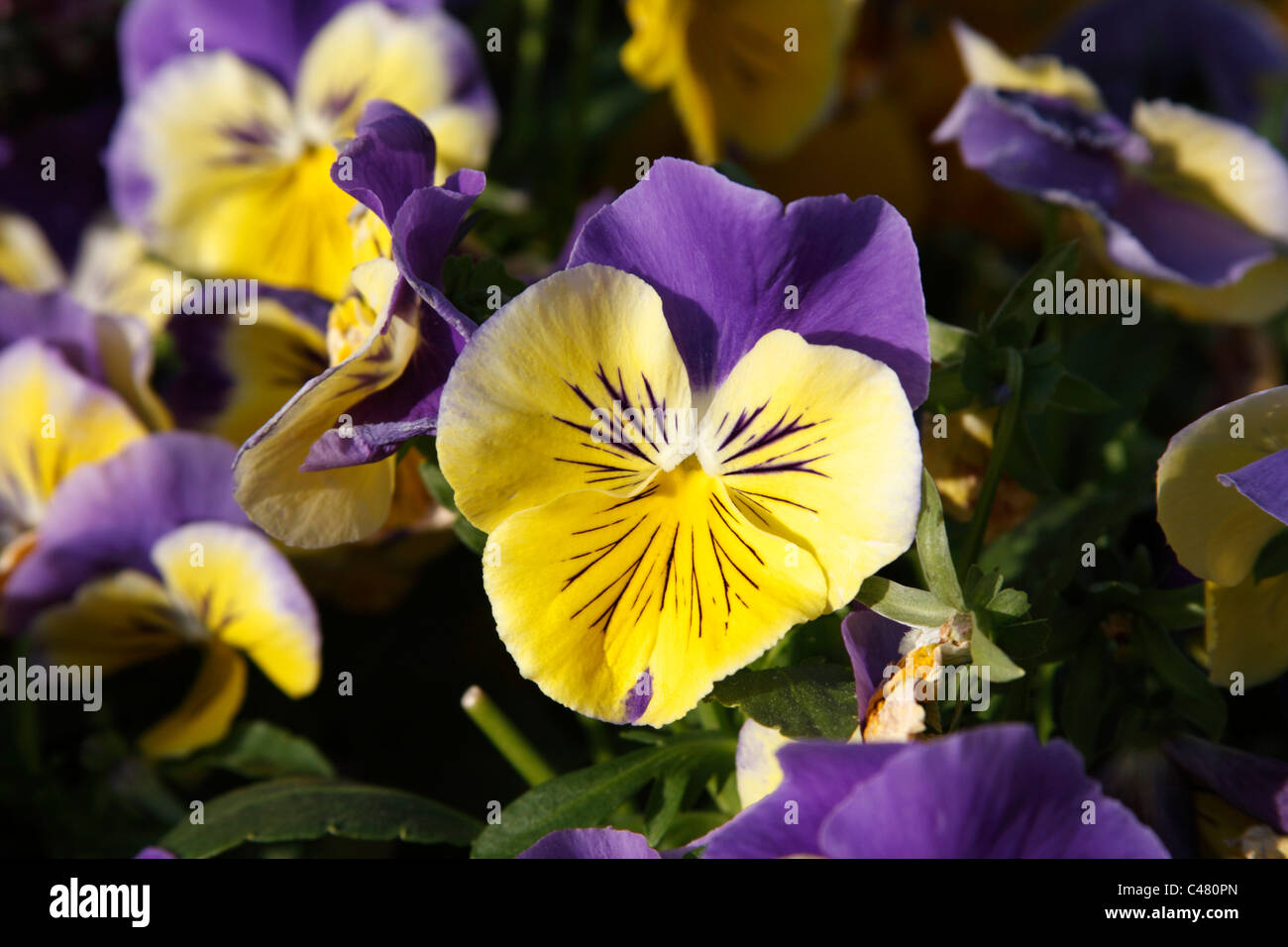 Pansy violets Stock Photo