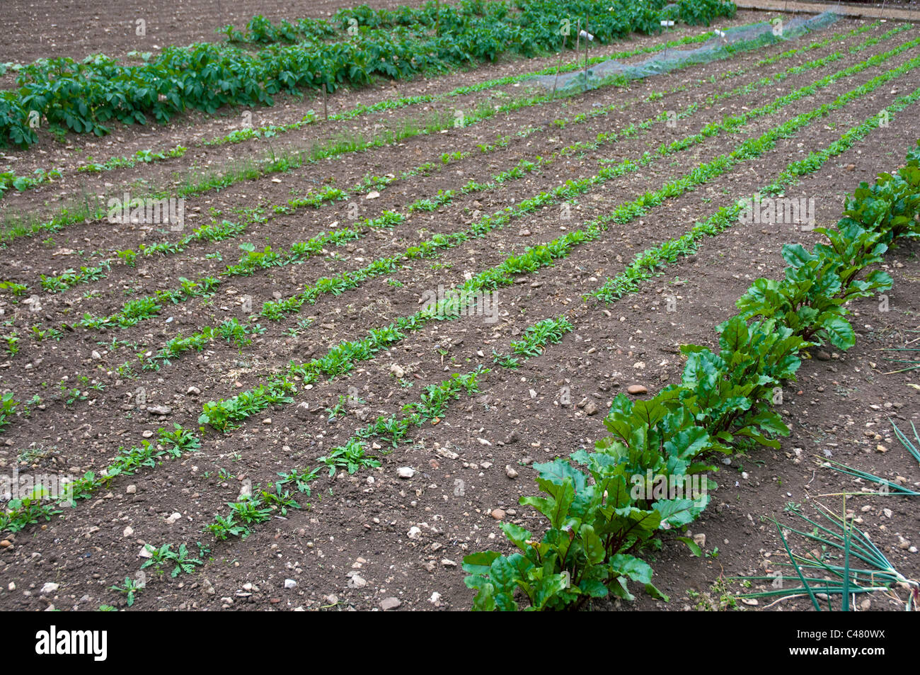 A formal English vegetable garden set out in rows with radishes