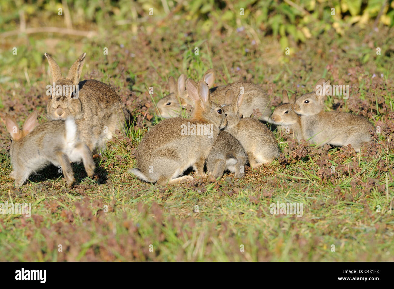 European Rabbits, oryctolagus cunniculus adult female with young outside warren, Norfolk, England May Stock Photo