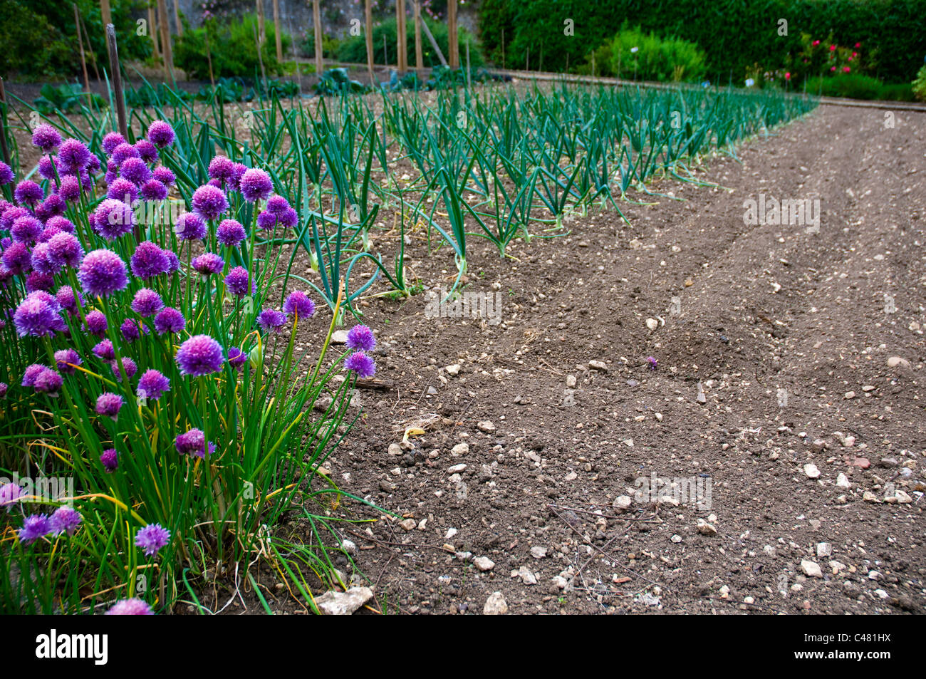 lines of onions and flowering chives being grown in a formal vegetable garden Stock Photo