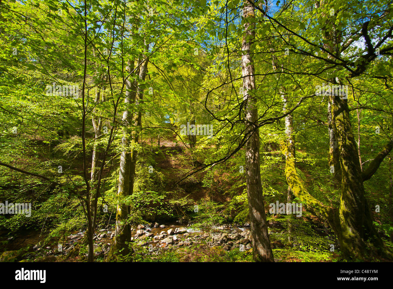 Birks of Aberfeldy, Perthshire, Scotland, UK Stock Photo