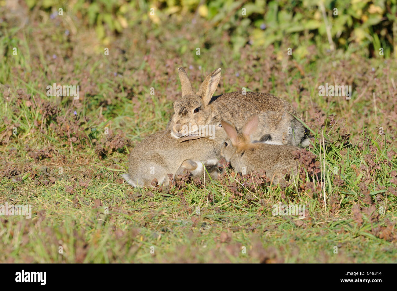 European Rabbits, oryctolagus cunniculus adult female with young ...
