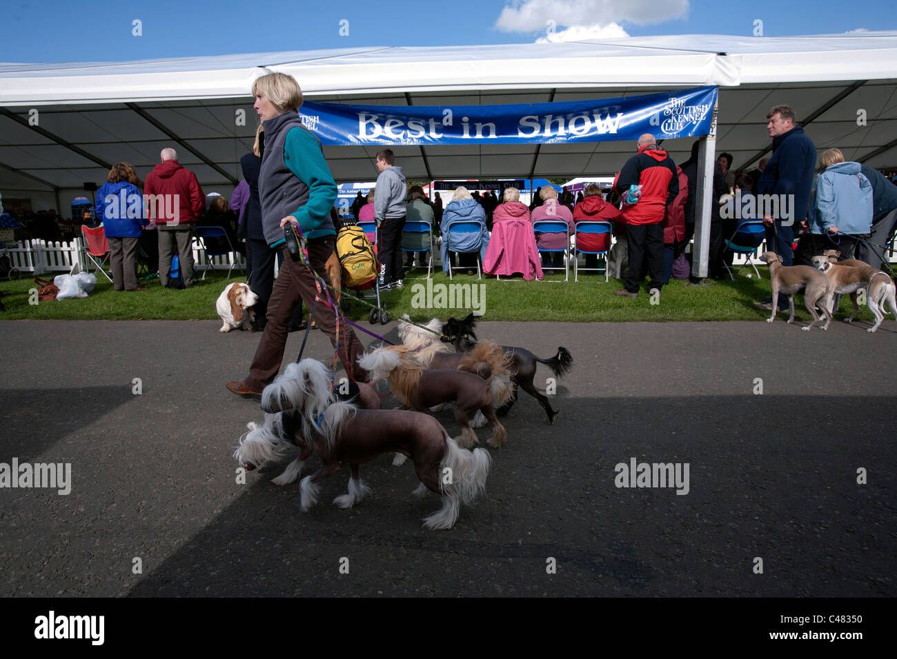 scottish dog show Stock Photo Alamy