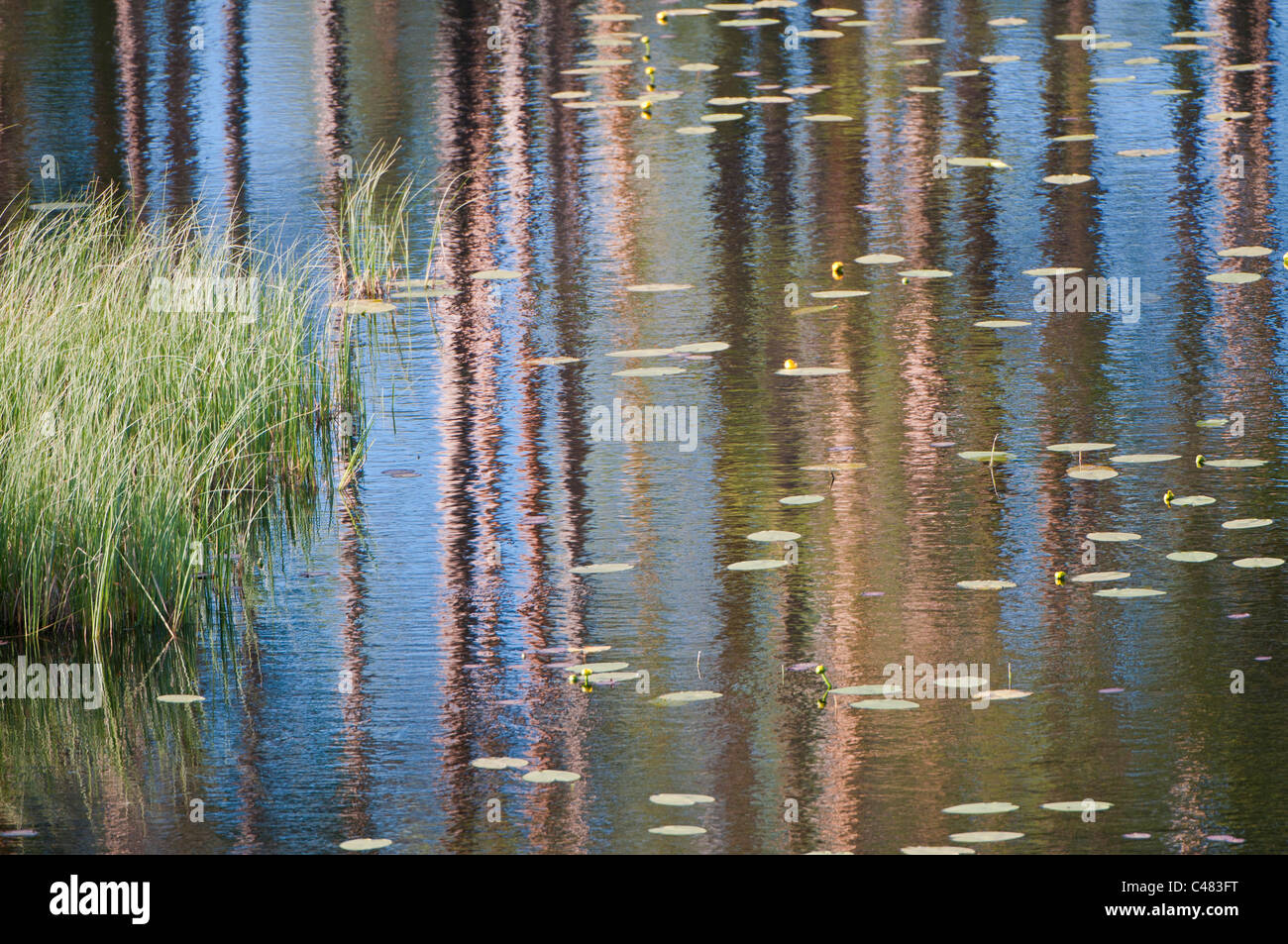 Baumstaemme spiegeln sich in einem Waldsee, Rena, Hedmark, Norwegen, Tree trunks reflecting in a lake, Norway Stock Photo