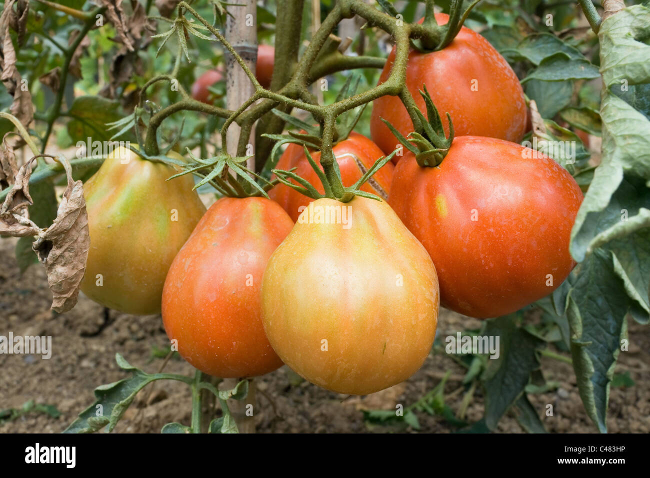 a group of ripe tomato in a biological cultivation Stock Photo