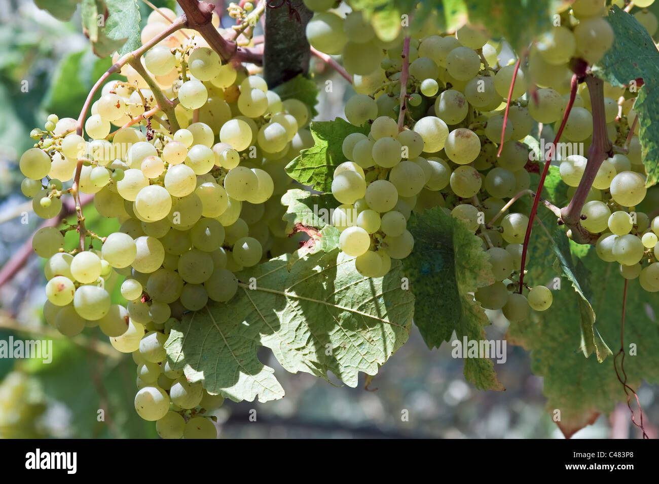 bunch of white grapes hanging in a vineyard Stock Photo