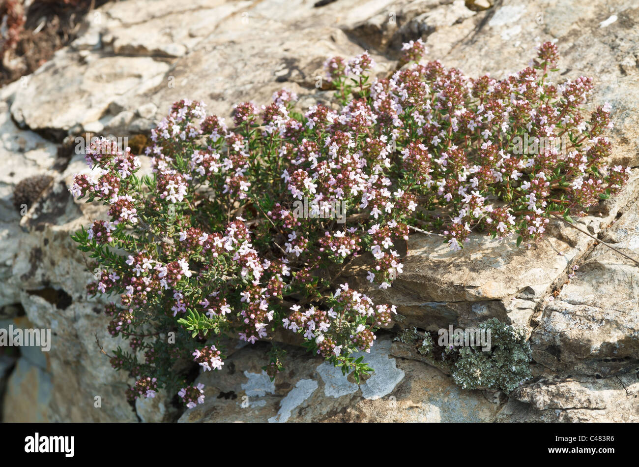 rock with thyme plant with flowers Stock Photo