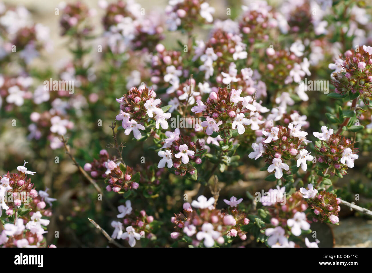 detail of thyme plant with characteristic small flowers Stock Photo